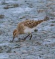 /album/my-local-birding-gallery/pectoral-sandpiper-dewsbury-sewage-farm-jpg/